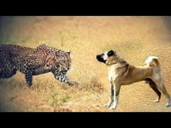 leopard enters in junagadh university and hunt a dog leopard enters in junagadh university and hunt a dog