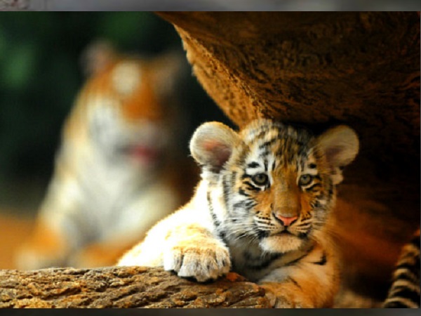 Tiger Zinda Hai: Cubs spotted in mahisagar jungle of gujarat Tiger Zinda Hai: Cubs spotted in mahisagar jungle of gujarat