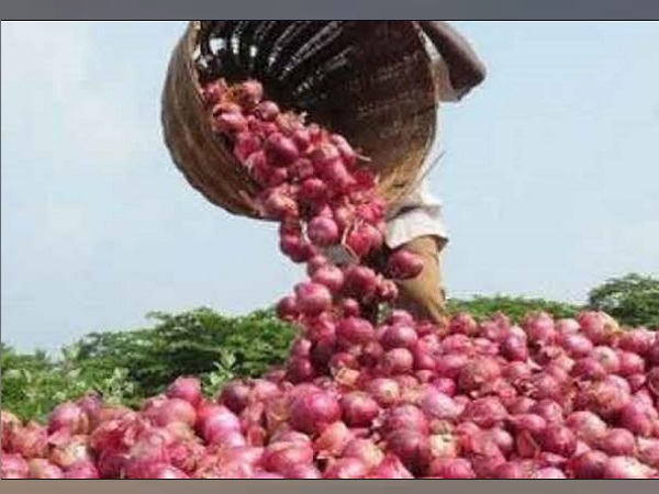 Onion, Onion prices, Onion rate in gujarat, vegetables prices, business, market, gujarat farmers, Agriculture Market , gandhinagar, gujarat, प्याज, गुजरात, सब्जियों की कीमतें, व्यापार, बाजार, किसान, कृषि Onion, Onion prices, Onion rate in gujarat, vegetables prices, business, market, gujarat farmers, Agriculture Market , gandhinagar, gujarat, प्याज, गुजरात, सब्जियों की कीमतें, व्यापार, बाजार, किसान, कृषि