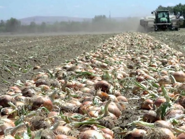 Onion, Onion prices, Onion rate in gujarat, vegetables prices, business, market, gujarat farmers, Agriculture Market , gandhinagar, gujarat, प्याज, गुजरात, सब्जियों की कीमतें, व्यापार, बाजार, किसान, कृषि Onion, Onion prices, Onion rate in gujarat, vegetables prices, business, market, gujarat farmers, Agriculture Market , gandhinagar, gujarat, प्याज, गुजरात, सब्जियों की कीमतें, व्यापार, बाजार, किसान, कृषि