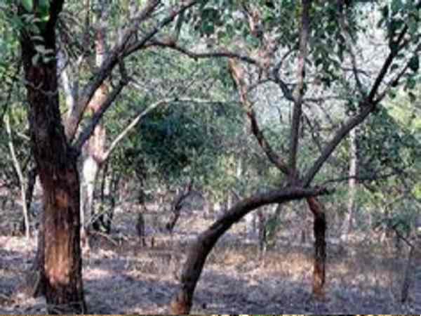 Rajkot, Leopard, sasan gir, forest, gir forest, gujarat forest,Gir National Park, panther, गुजरात, तेंदुआ, पैंथर, सासन गिर, जंगल, राजकोट Rajkot, Leopard, sasan gir, forest, gir forest, gujarat forest,Gir National Park, panther, गुजरात, तेंदुआ, पैंथर, सासन गिर, जंगल, राजकोट