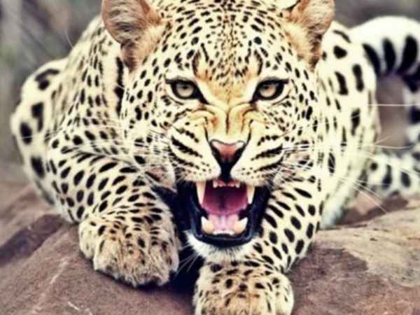 leopard kills Seven year old girl leopard kills Seven year old girl