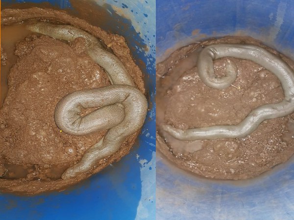 police arrested two snake smuggler police arrested two snake smuggler