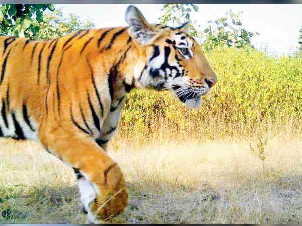 कैमरों में दिख जाता था शिकार को जाते हुए