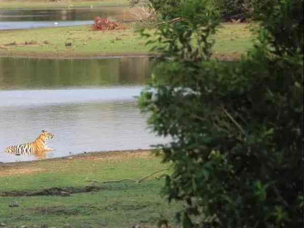 35 साल बाद गुजरात में दिखा था बाघ, हो गई मौत