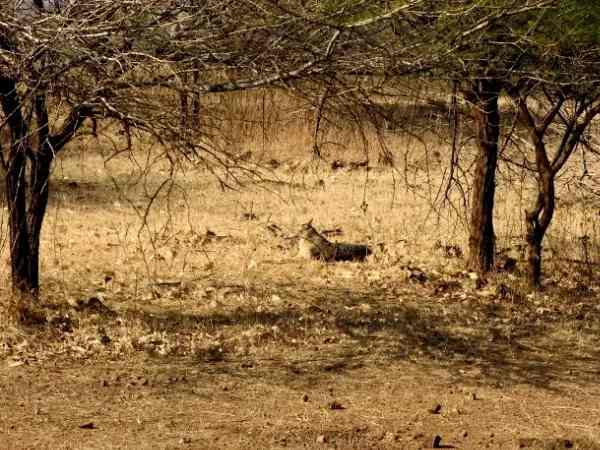 80% बॉडी डैमेज हो गई थी, किसी ने शिकार नहीं किया