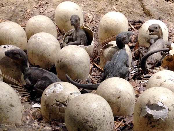 children stolen dinosaurs eggs from Dhar museum MP children stolen dinosaurs eggs from Dhar museum MP