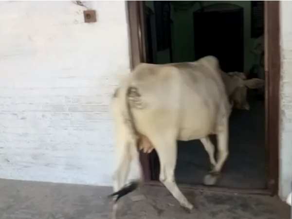 A cow A cow entered in polling boothentered in apoling booth A cow A cow entered in polling boothentered in apoling booth