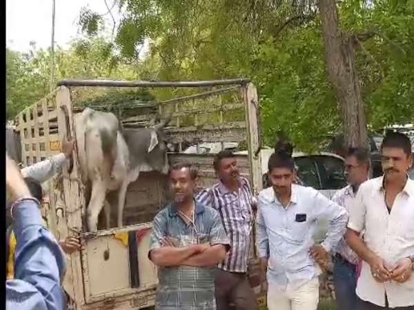 शिक्षक का तर्क था कि गाय खुद का दूध पीती है