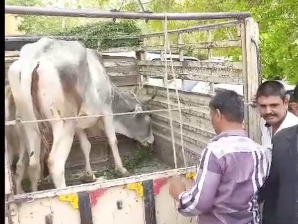 नवंबर 2018 को एक बछड़े को जन्म दिया