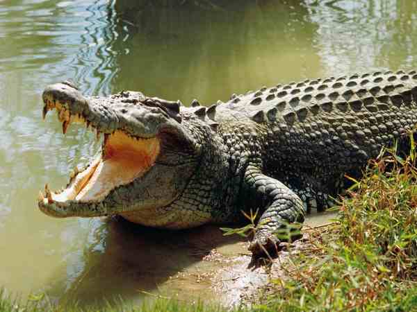 crocodile grabs old man into water found dead crocodile grabs old man into water found dead