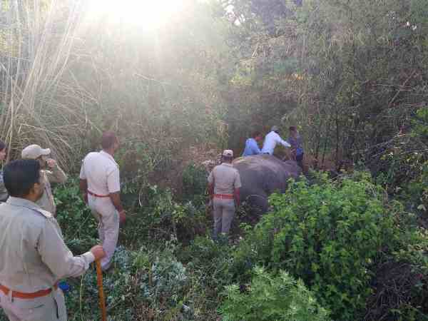 two elephant died in train accident two elephant died in train accident