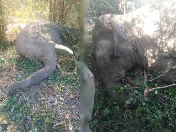 two elephant died in train accident two elephant died in train accident
