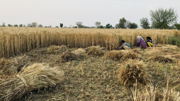 हेमा मालिनी की फ़ोटो हमारी मेहनत के साथ मज़ाक़ है हेमा मालिनी की फ़ोटो हमारी मेहनत के साथ मज़ाक़ है
