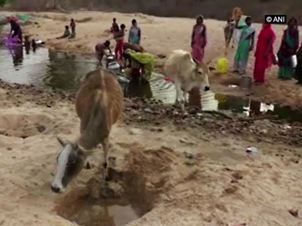 chhattisgarh village facing severe water shortage, locals and animals use same pond chhattisgarh village facing severe water shortage, locals and animals use same pond