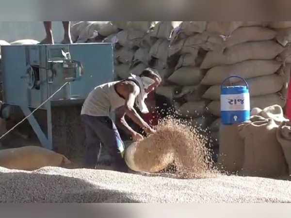 Gujarat: Corruption caught in government-procurement of Arhar pulse Gujarat: Corruption caught in government-procurement of Arhar pulse