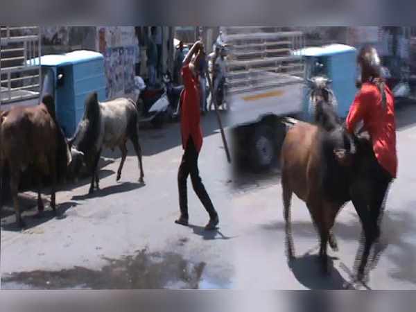 Viral video: bulls fight on the street, man injured seriously Viral video: bulls fight on the street, man injured seriously