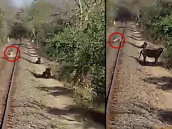 train stopped on the track by Lions at amreli, video viral train stopped on the track by Lions at amreli, video viral