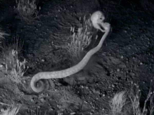 Ninja Rats Kick Rattlesnakes In Head Faster, Video Viral on social media Ninja Rats Kick Rattlesnakes In Head Faster, Video Viral on social media