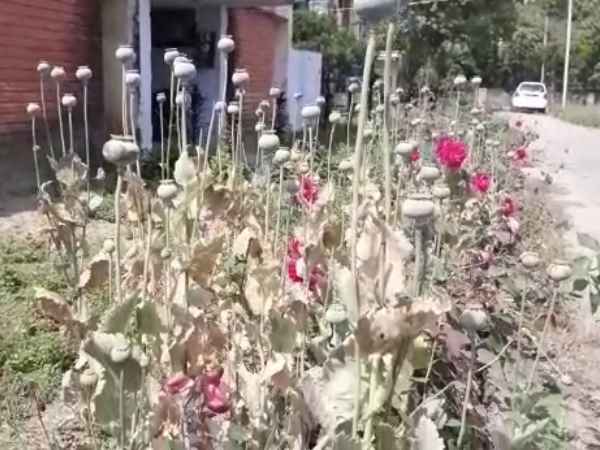 illegal opium cultivation caught in Sdm office illegal opium cultivation caught in Sdm office