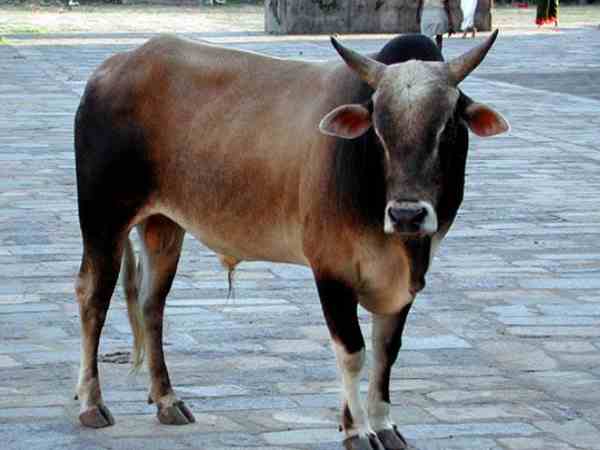 ox attacked woman at polling booth ox attacked woman at polling booth