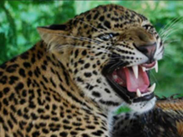leopard attack on 12-year-old girl, her mother saved him leopard attack on 12-year-old girl, her mother saved him