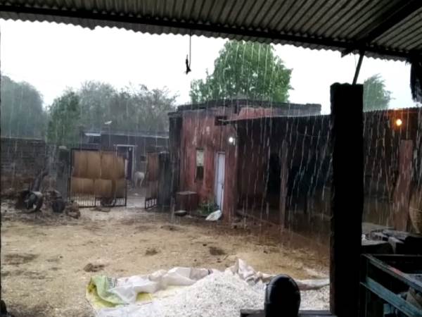 25 peoples killed in many district of Rajasthan Due to Rain, hail, thunderstorm 25 peoples killed in many district of Rajasthan Due to Rain, hail, thunderstorm