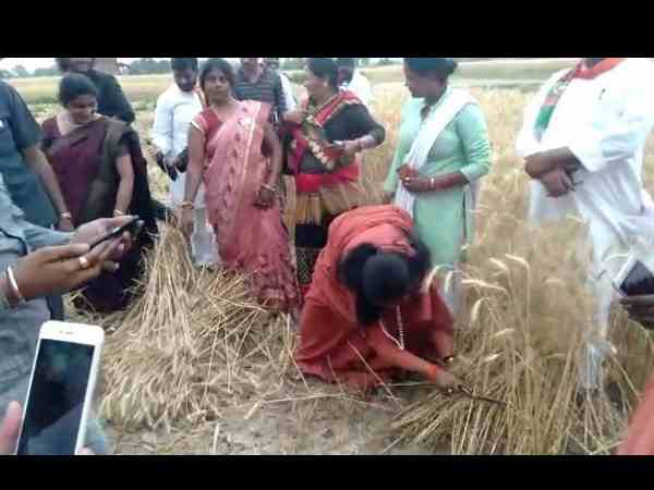 after hema bjp minister sadhvi niranjan harvesting wheat after hema bjp minister sadhvi niranjan harvesting wheat