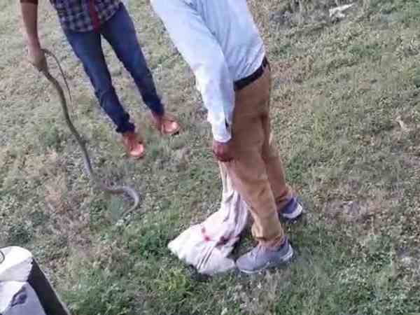 Three snakes entered in research institute Three snakes entered in research institute
