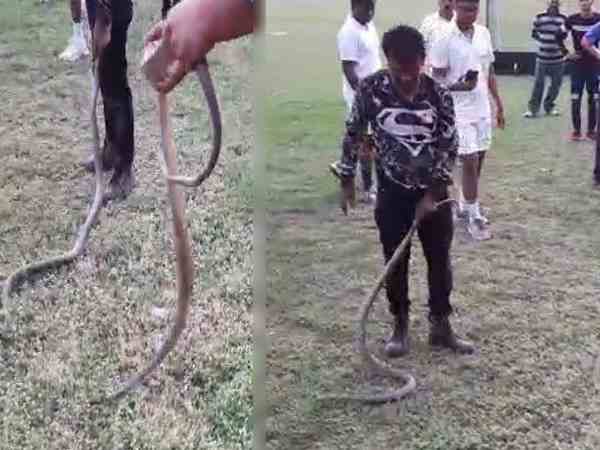 Three snakes entered in research institute Three snakes entered in research institute