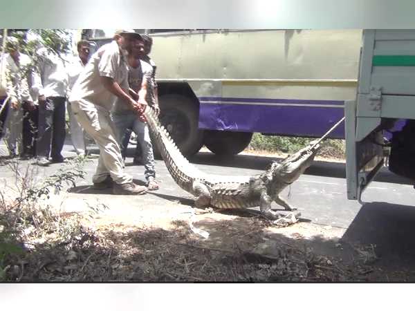 तेंदुए और मगरमच्छों की वजह से दहशत में मानव-बस्ती