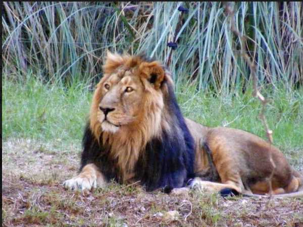 गुजरात से अबतक 200 ज्यादा शेर दूसरों राज्यों में भेजे गए
