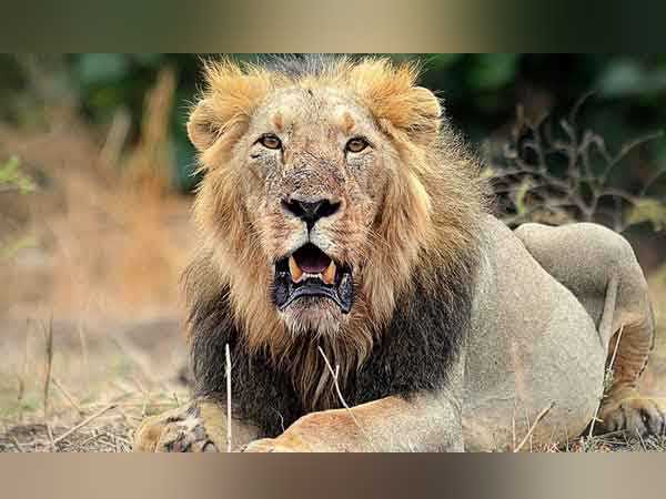 गुजरात में बचे एशियाई शेरों की दुनिया में बड़ी मांग