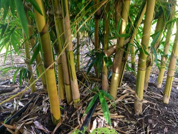 bastar villagers worried after seen flowers in bamboo tree bastar villagers worried after seen flowers in bamboo tree