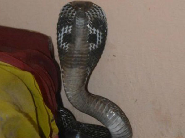 cobra cobra