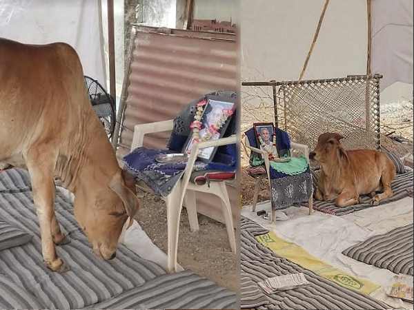 गौ-पालक की मौत से आहत हुई गाय रोज बहा रही आंसू