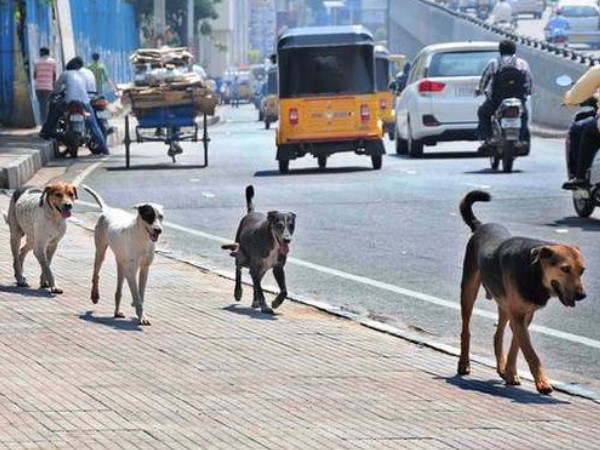 fish vendor killed 18 dogs in tamil nadu fish vendor killed 18 dogs in tamil nadu