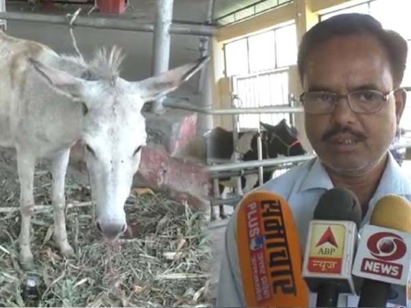 maneka gandhi helps cancer affected donkey maneka gandhi helps cancer affected donkey