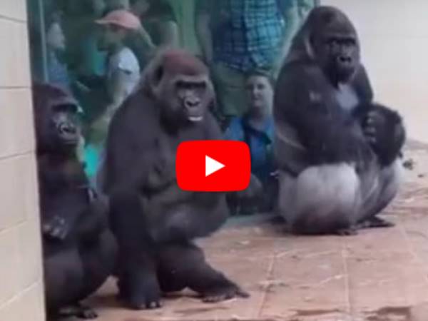 Gorillas Video viral on social media, who Try To Avoid The Rain At A Zoo Gorillas Video viral on social media, who Try To Avoid The Rain At A Zoo
