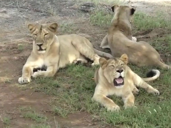 eight lions from gujarat will be sent to gorakhpur zoo eight lions from gujarat will be sent to gorakhpur zoo