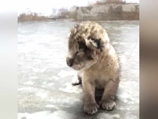 Saurashtra: Lion cub born in the largest Zoo The Praduum Park Saurashtra: Lion cub born in the largest Zoo The Praduum Park