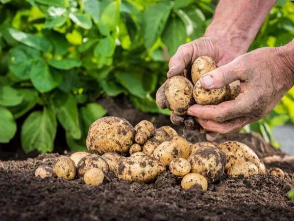 PepsiCo to withdraw case against Gujarat potato farmers PepsiCo to withdraw case against Gujarat potato farmers