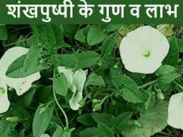 शंखपुष्पी