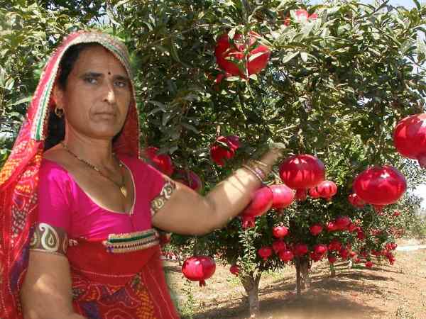 संतोष देवी खेदड़ करती है अनार की खेती