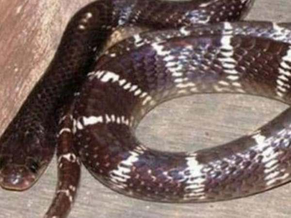 समय पर मिला होता उपचार तो बच सकती थी जान