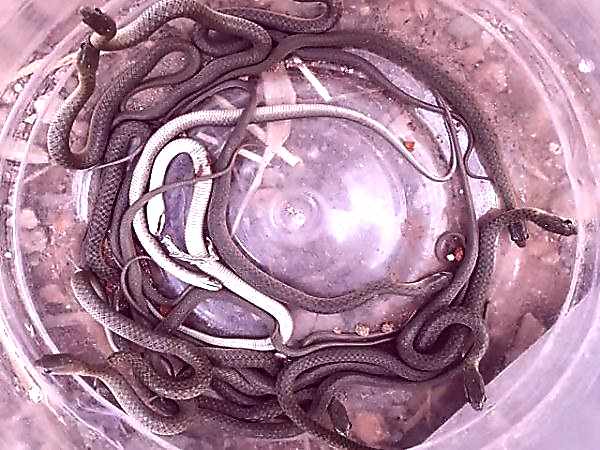 Snakes emerge during the construction of house | India viral News Snakes emerge during the construction of house | India viral News
