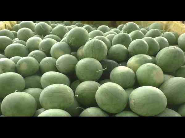 farmers earning good profit from watermelon crop farmers earning good profit from watermelon crop