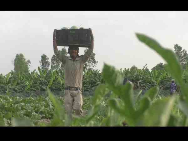 farmers earning good profit from watermelon crop farmers earning good profit from watermelon crop