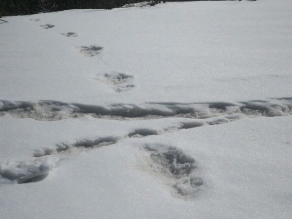yeti-indian-army yeti-indian-army