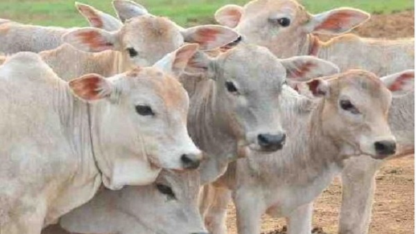 की गई जबरन पेशाब पिलाने की कोशिश- घायलों का बयान